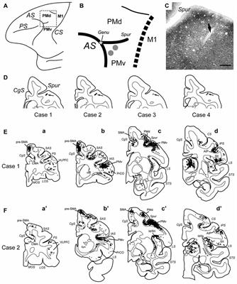 Multisynaptic Projections from the Amygdala to the Ventral Premotor Cortex in Macaque Monkeys: Anatomical Substrate for Feeding Behavior